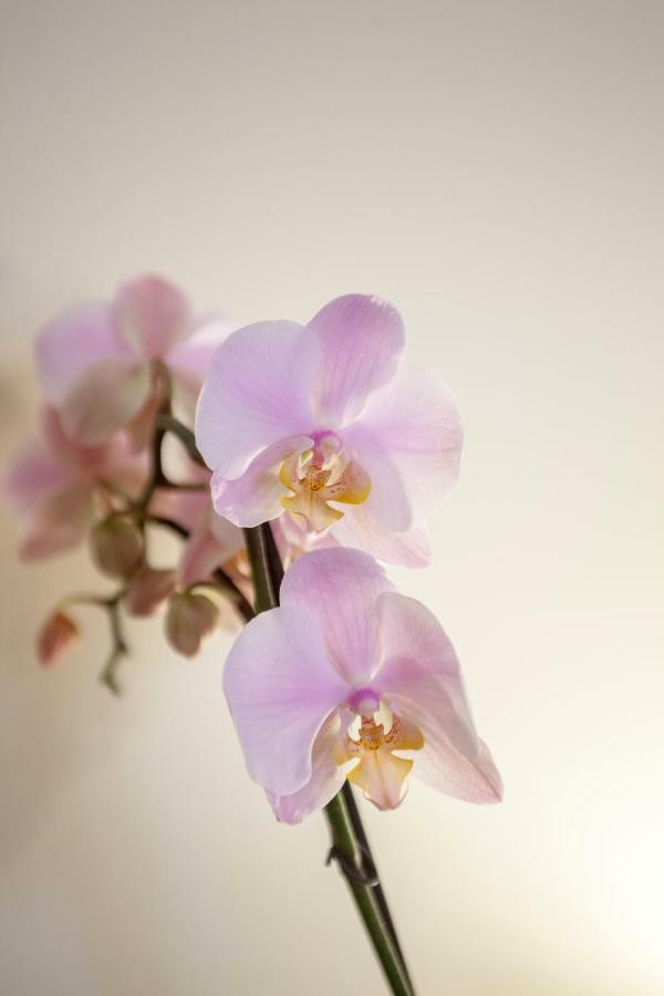 Narciso Centralissimo ซานเรโม ภายนอก รูปภาพ